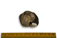 F 07059
<br/>
<br/>
<em></em>